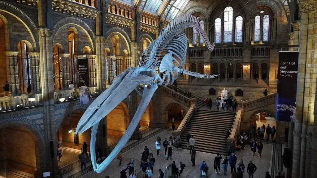Natural-History-Naturmuseum-London-Halle